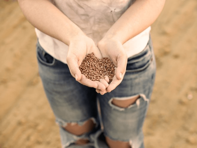 អត្ថប្រយោជន៍របស់ Buckwheat